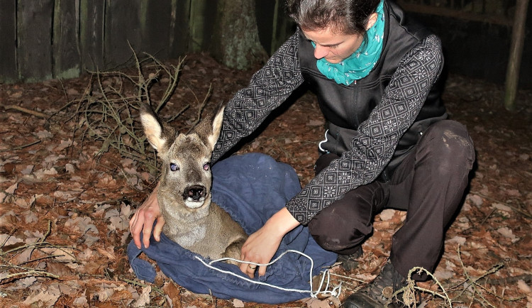 Silvestrovskou kanonádou vyplašený a dezorientovaný srnec v plné rychlosti narazil do plotu a vážně se zranil