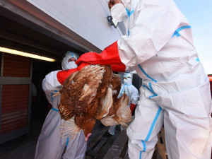 Virus ptačí chřipky zasáhl celou drůbežárnu, utratit budou muset všech 750 000 nosnic