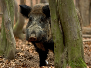 Divoká prasata se stahují na zpustlá místa, město chce zatlačit pod hrozbou sankce na majitele těchto pozemků