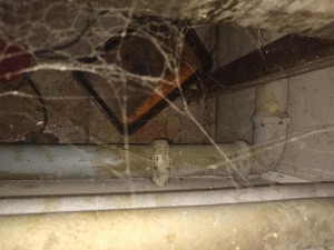 Inspektoři našli ve skladu pizzerie myší bobky a vrstvy pavučin, část prodejny uzavřeli