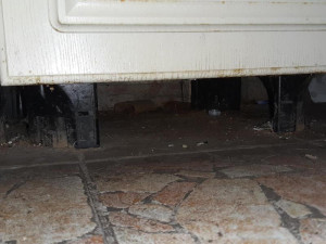 Inspektoři našli ve skladu pizzerie myší bobky a vrstvy pavučin, část prodejny uzavřeli