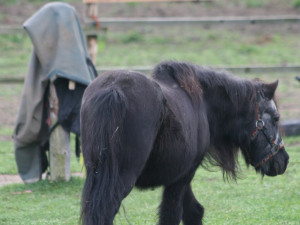 Šestadvacetiletý poník neměl štěstí na majitele a skončil v náhradní péči, nyní hledá nový domov