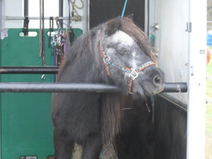 Šestadvacetiletý poník neměl štěstí na majitele a skončil v náhradní péči, nyní hledá nový domov