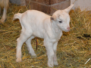 První letošní mládě narozené v plzeňské zoo už dostalo jméno, představujeme vám kozlíka Kubíka