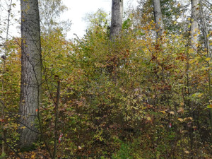 Nevyužívaná část parku se stala útočištěm pro bezdomovce a narkomany, město ho chce obnovit