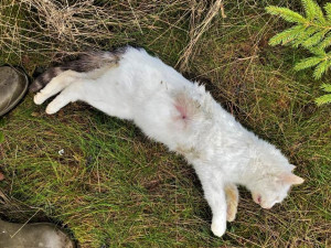 Neznámý pachatel střílí kočky v obci na Domažlicku, používá zřejmě hodně výkonnou vzduchovku