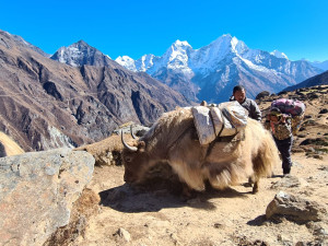SAMA V NEPÁLU: Cesta domů a dolů