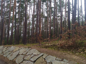 Pozor, lesníci začnou kácet uschlé stromy v blízkosti cest v rekreační oblasti Boleveckých rybníků