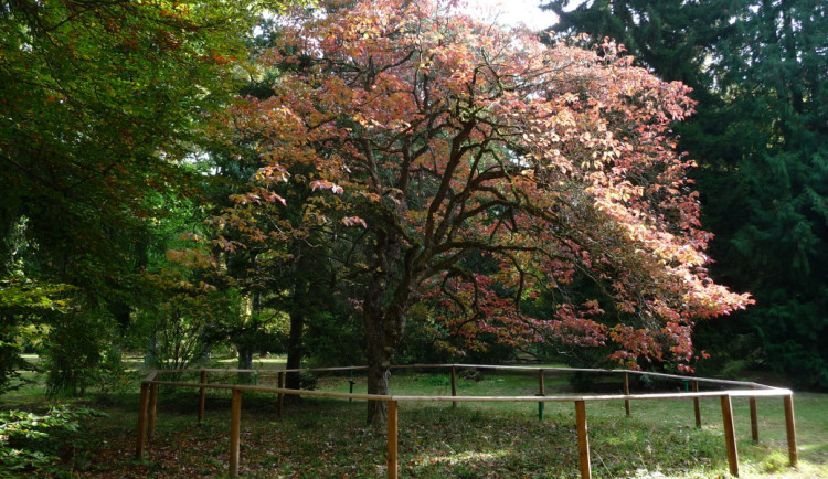 Slavnou přírodní památku Americká zahrada mají ve společné péči lesníci, ochránci přírody i občané