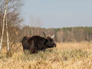 Rezervace divokých exmoorských koní a praturů na Plzeňsku se dočkala rozšíření, brzy ji obohatí další zvířata