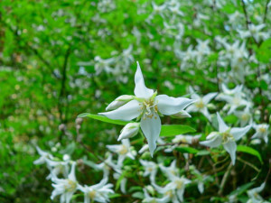 Slavnou přírodní památku Americká zahrada mají ve společné péči lesníci, ochránci přírody i občané