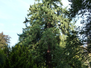 Slavnou přírodní památku Americká zahrada mají ve společné péči lesníci, ochránci přírody i občané