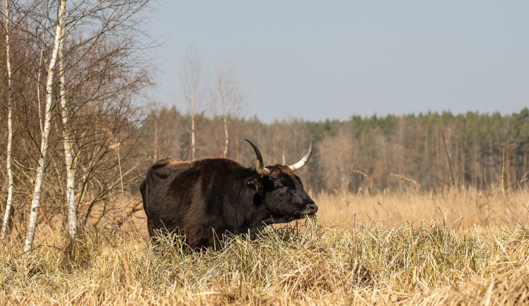 Rezervace divokých koní a praturů u Nýřan se dočkala rozšíření na téměř dvojnásobek