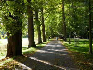 Dlouhá alej na Tachovsku je nejkrásnější stromořadí v Plzeňském kraji, rozhodl o tom jediný hlas