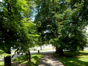 Alej U Saské brány v Rokycanech, foto: Jan Sedláček