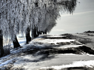Stromořadí Hlavňovice k Suché, foto: Marta Netrvalová.