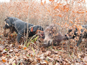 Tři lovečtí psi se nakazili smrtelnou Aujeszkyho chorobou, dva při naháňce a jeden při procházce