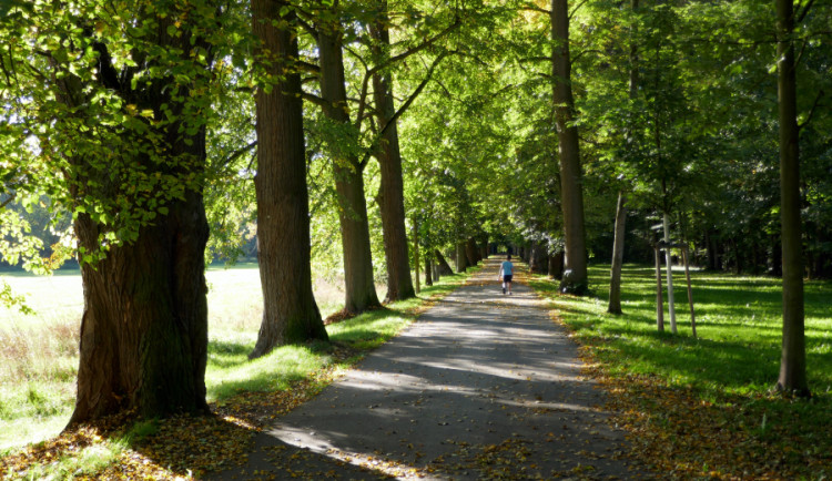 Dlouhá alej na Tachovsku, foto: Alena Mautnerová