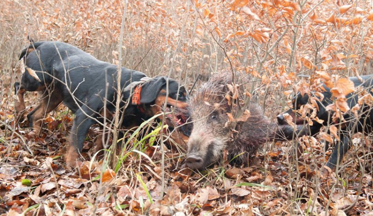 ilustrační foto, zdroj: myslivost.cz
