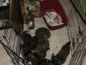 Množitelka psů chovala v otřesných podmínkách stovky čivav, soud jí poslal na rok a půl do vězení