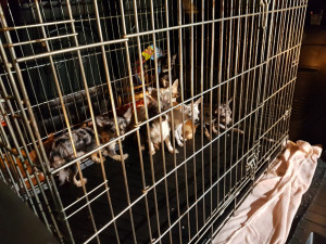Množitelka psů chovala v otřesných podmínkách stovky čivav, soud jí poslal na rok a půl do vězení