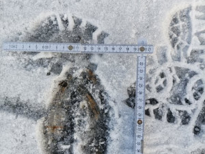 Velikost losí stopy nejlépe vinikne v porovnání se stopou pohorky vel.46.