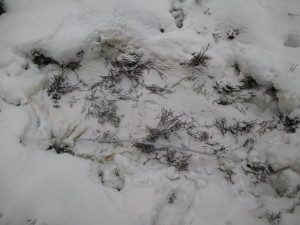 Na zálehu losa je patrné, že se jedná o velké zvíře.