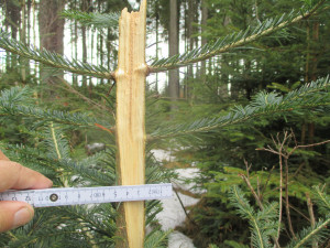 Los evropský dokáže při okusu dřevin zlámat i silnější větve nebo stromky.