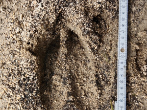 Stopa losa v písku.