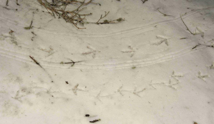 Stopy tetřevů (kohout a slepice v protisměru) při toku