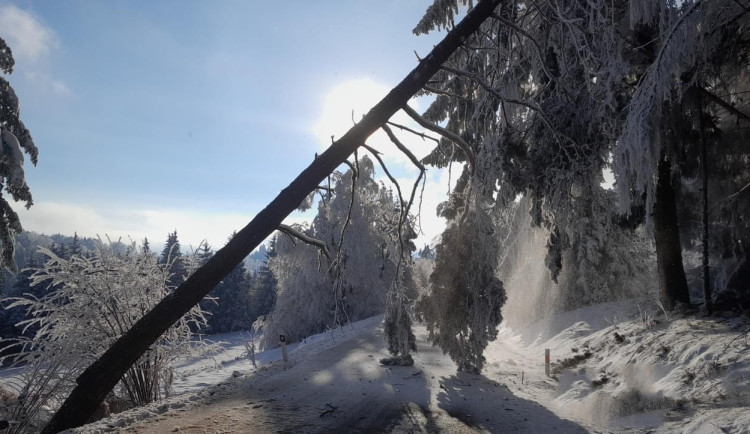 Na Šumavě padají desítky stromů přetížených námrazou, hasiči mají plné ruce práce s jejich odstraňováním