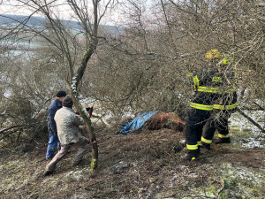 Divoký kůň uvízl v těžko přístupném terénu, hasiči hodiny bojovali o jeho záchranu