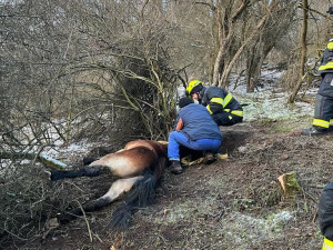Divoký kůň uvízl v těžko přístupném terénu, hasiči hodiny bojovali o jeho záchranu