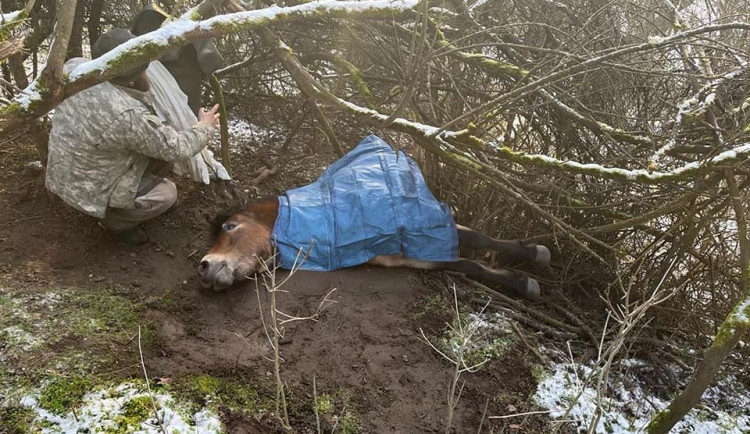 Divoký kůň uvízl v těžko přístupném terénu, hasiči hodiny bojovali o jeho záchranu
