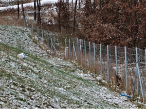 Zmatený srnec uvízl u frekventované silnice mezi ochrannými ploty. Do záchranné akce se zapojili i náhodní turisté
