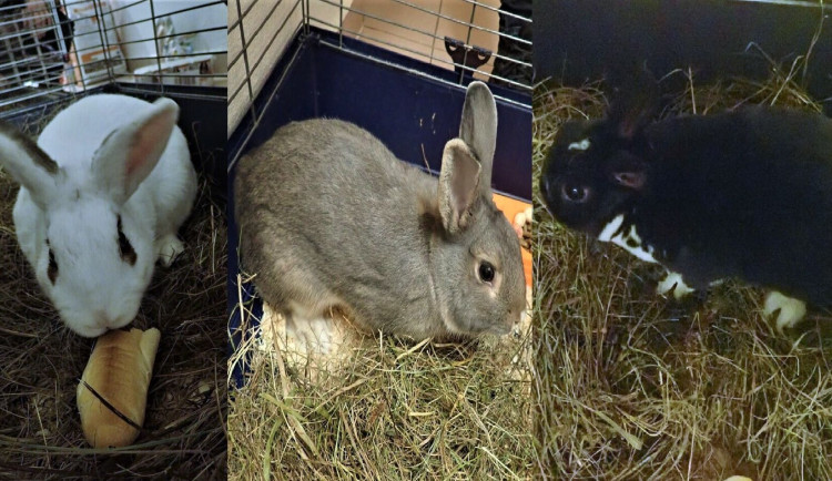 Trojice krotkých králíčků skutečně pobíhala po parku