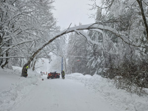 Hasiči odstraňují padlý strom na Hofmankách u šumavského Špičáku
