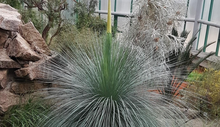 V botanické zahradě vykvete vzácný žlutokap, je evropskou raritou