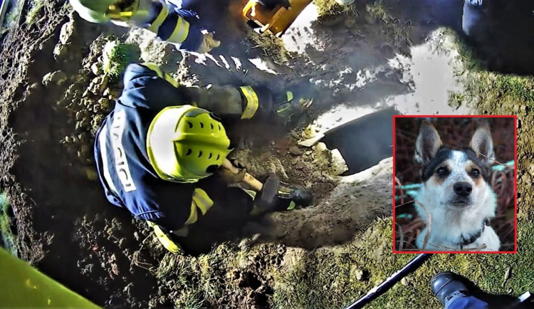 VIDEO: Fenka Kira se dostala pod zemí do betonové skruže plné vody a hrozilo jí utonutí. Při záchraně šlo o sekundy
