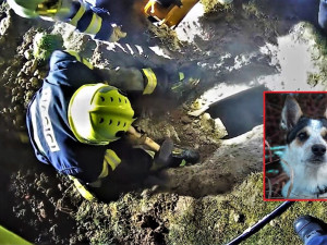 VIDEO: Fenka Kira se dostala pod zemí do betonové skruže plné vody a hrozilo jí utonutí. Při záchraně šlo o sekundy
