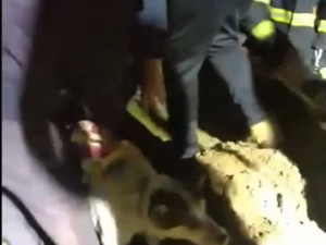 Fenka Kira se dostala pod zemí do betonové skruže plné vody a hrozilo jí utonutí. Při záchraně šlo o sekundy