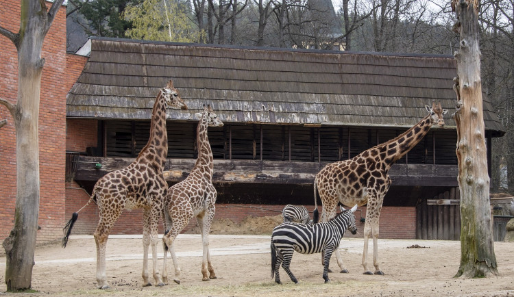 V zoologické zahradě se čile buduje. Na jaře čeká návštěvníky řada novinek