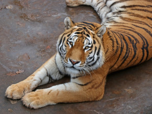 Ussurijský tygr Tiber opustil plzeňskou zoo. Odcestoval do ZOO Praha, kde by se měl rozmnožovat