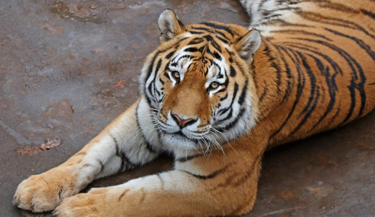 Ussurijský tygr Tiber opustil plzeňskou zoo. Odcestoval do ZOO Praha, kde by se měl rozmnožovat