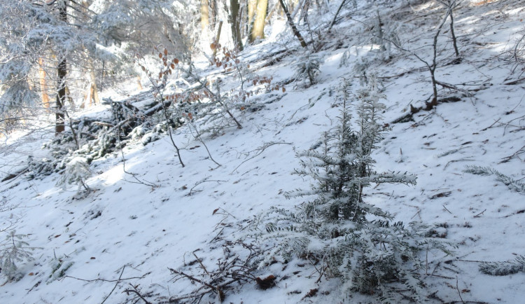 Ohrožené tisy vrací spolek zpět do naší krajiny. Vysadil jich další tisícovku