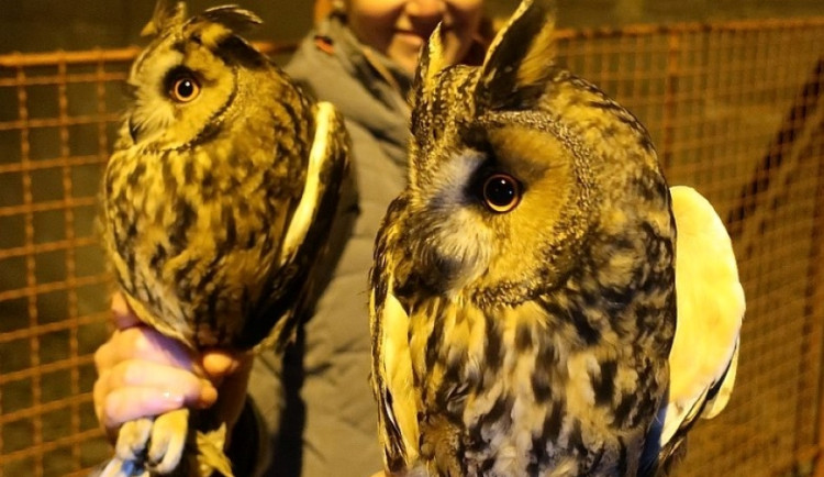 Kroužkování osmi kalousů ušatých, zimujících na smrku v sídlišti nakonec skončilo plichtou 4:4