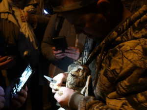 Kroužkování osmi kalousů ušatých, zimujících na smrku v sídlišti nakonec skončilo plichtou 4:4