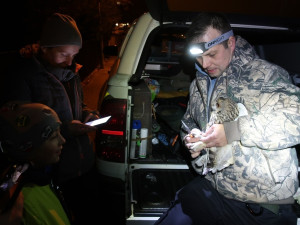 Kroužkování osmi kalousů ušatých, zimujících na smrku v sídlišti nakonec skončilo plichtou 4:4