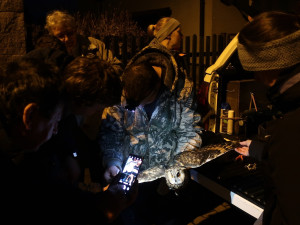 Kroužkování osmi kalousů ušatých, zimujících na smrku v sídlišti nakonec skončilo plichtou 4:4