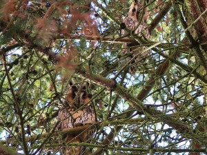 Kroužkování osmi kalousů ušatých, zimujících na smrku v sídlišti nakonec skončilo plichtou 4:4